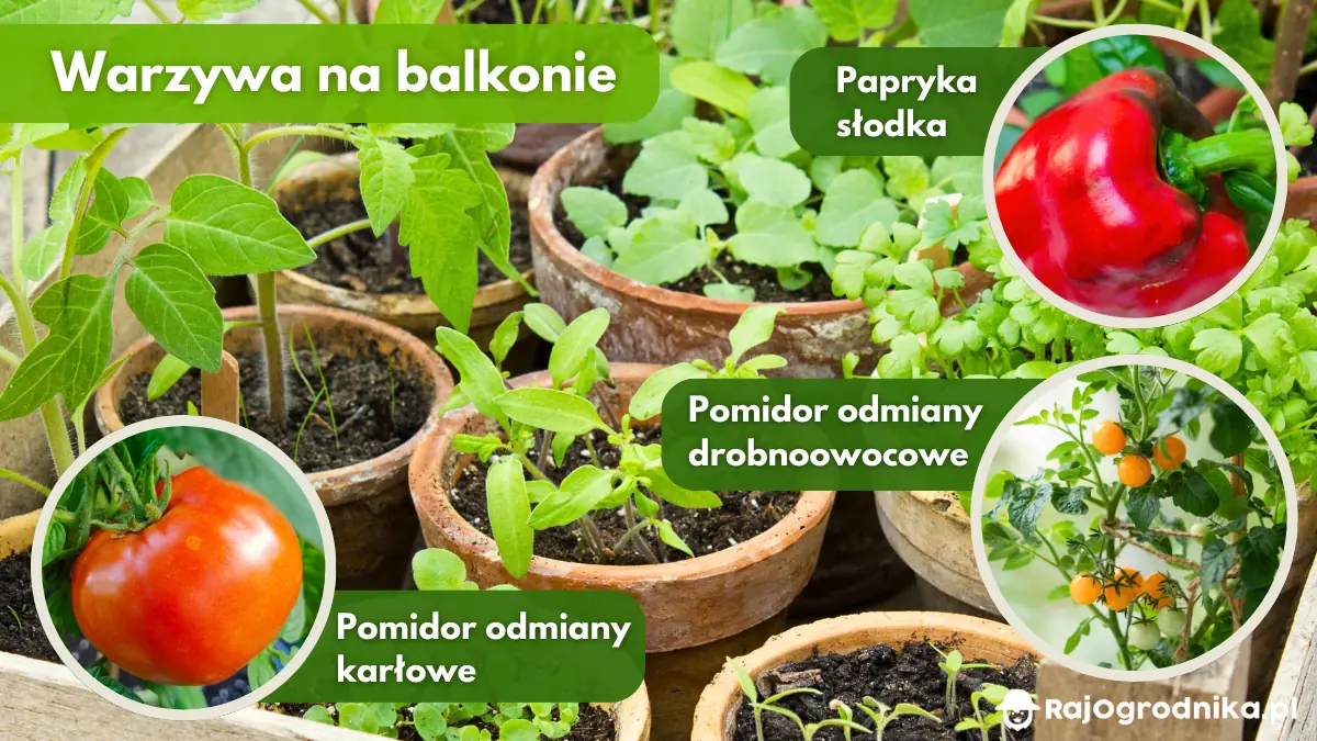 Uprawa-warzyw-na-balkonie-blog-sklep-rajogrodnika